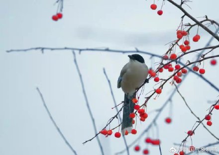 早起的鸟儿有虫吃下一句是啥,早起的鸟儿有虫吃