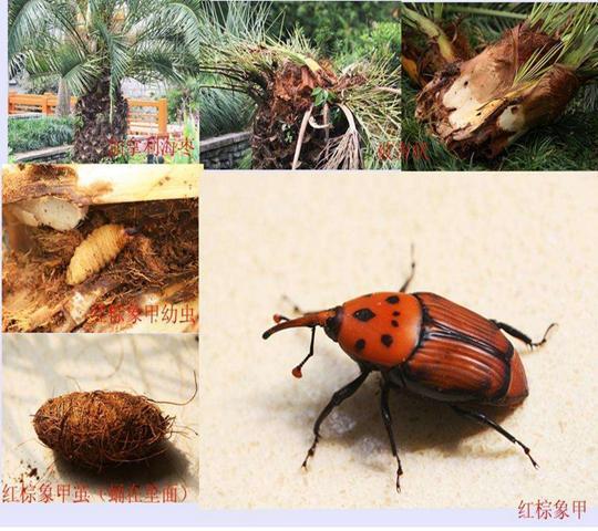 四川外来有害生物入侵,四川一枝黄花非入侵物种