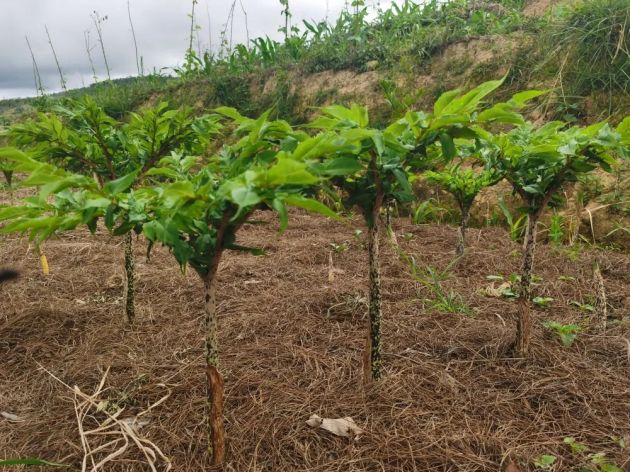 隆阳汉庄镇:小魔芋奏响乡村振兴“致富曲”