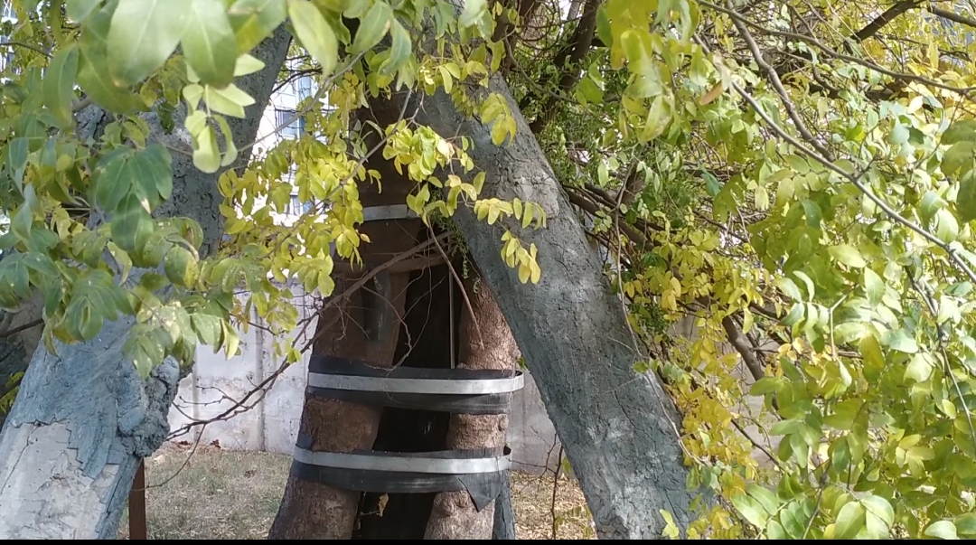 皂角树郑州,郑州桐柏路千年皂角树