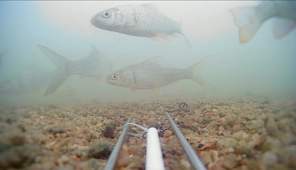 顶漂和黑漂是什么意思,顶漂上鱼和黑漂上鱼有什么区别
