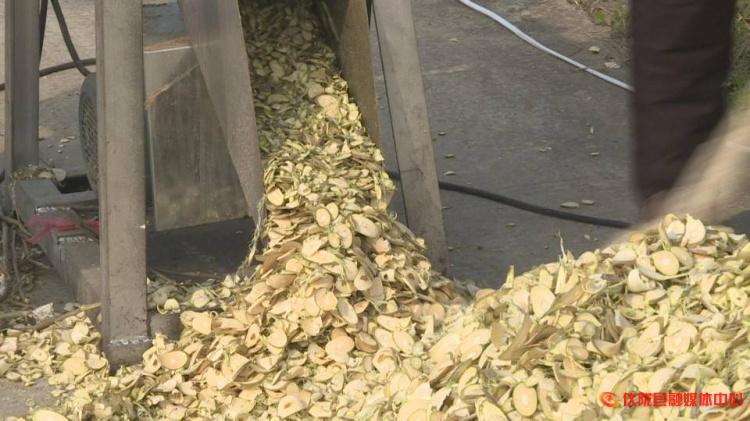 桑树枝怎么加工成药材,桑枝粉碎后的用途