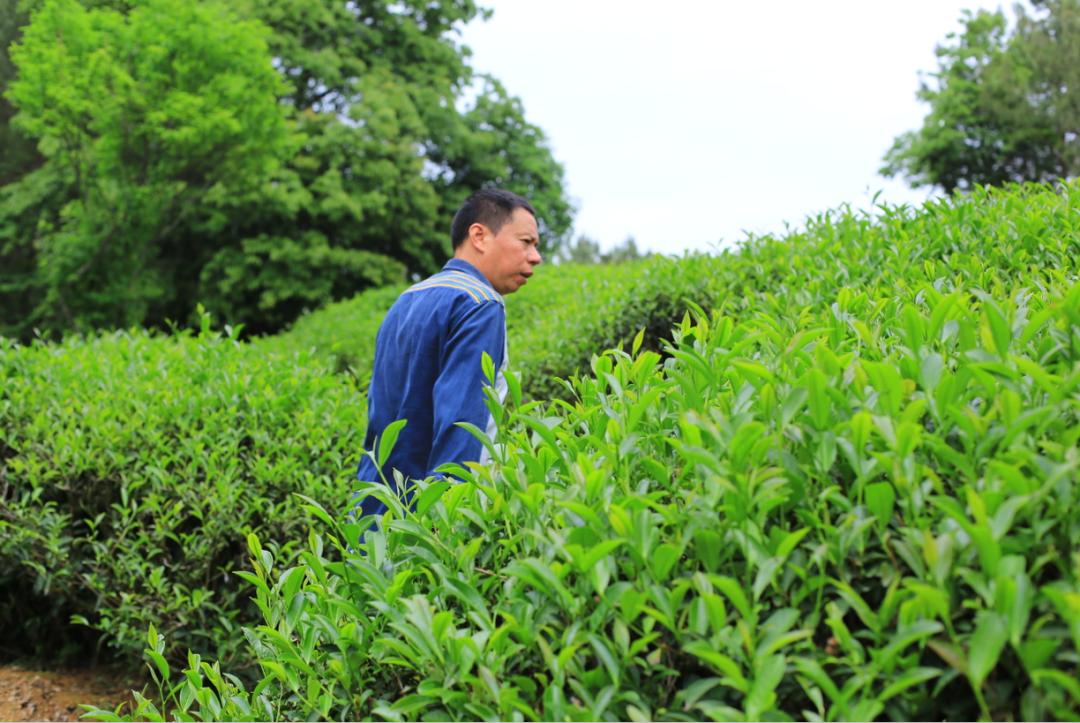 武夷岩茶的崛起,武夷岩茶新一代领军人物