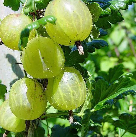 草莓扒开里面是空心是打激素了吗,草莓空心是因为打了激素