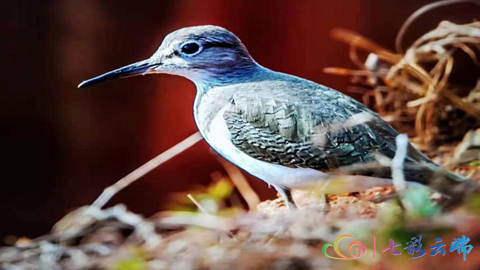 国家级保护动物游隼,国家保护动物游隼照片