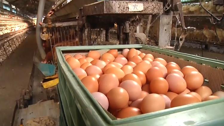 台湾吃不起茶叶蛋后续,台湾茶叶蛋吃不起事件新闻