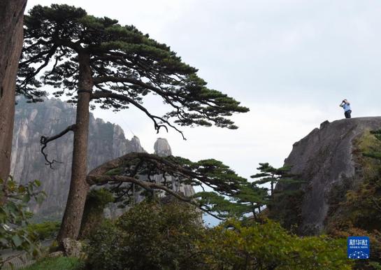 冰墩墩底座是什么树,冰墩墩上的花环是啥植物