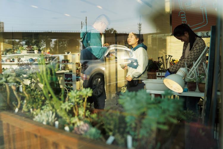 天价树叶的背后,天价兰花真相