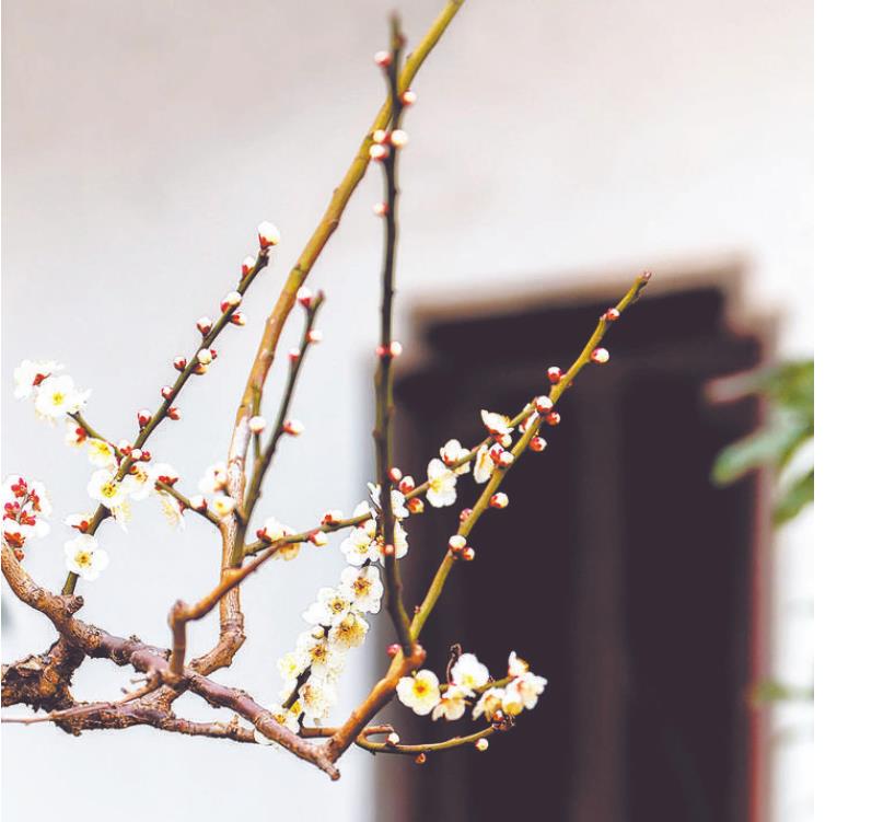 春天的花美文欣赏大全,诗情画意的美文美句