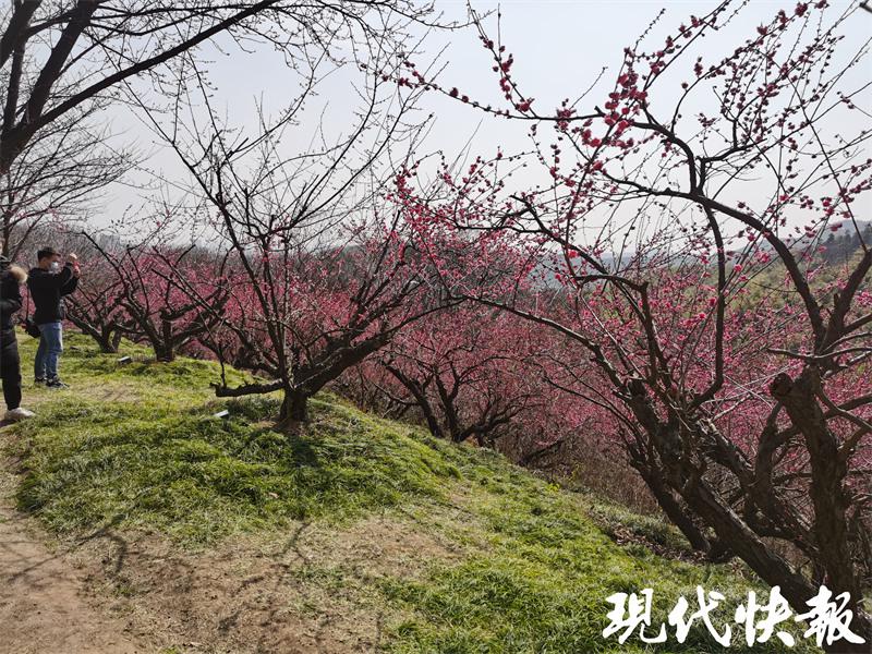 南京江宁周边赏花一日游免费,4月赏花踏青南京江宁