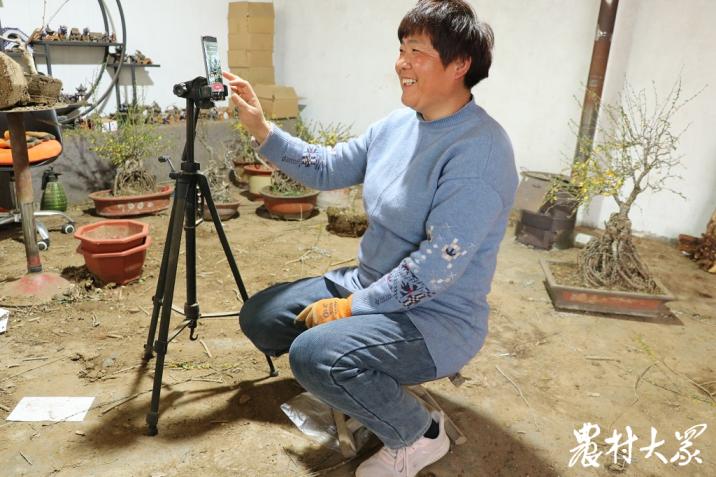 石榴盆景直播间现场卖货,石榴盆景直播卖货第一名造型