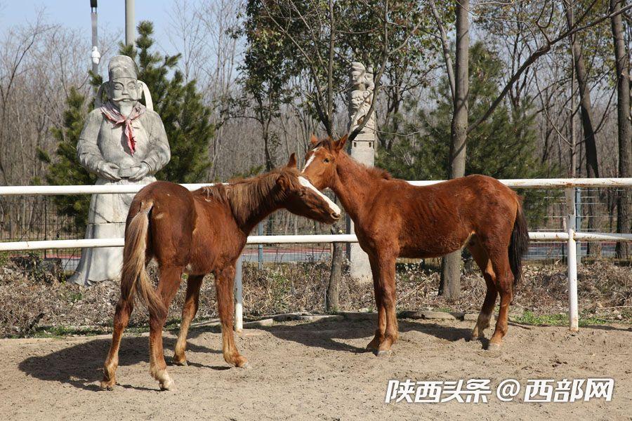 马术教练教学生视频,马术教练教你认识各种马