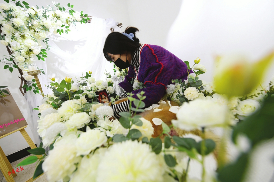 与宠物告别,宠物最后一次告别