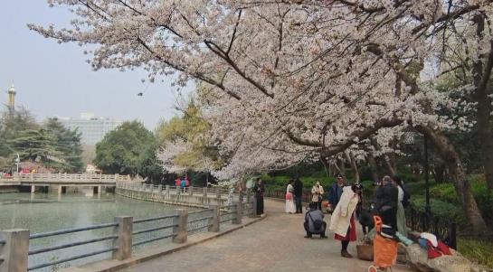 为啥古代的樱花诗较少？目前樱花品种多为“舶来品”