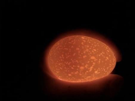 当班级里来了两只鸡……这群孩子不仅孵了蛋，赚了钱，还进行了生命教育