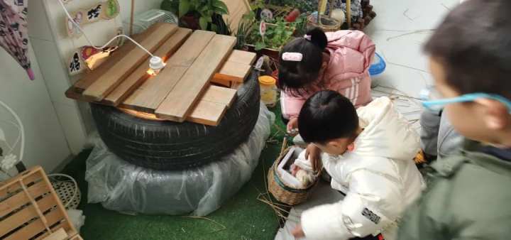 当班级里来了两只鸡……这群孩子不仅孵了蛋，赚了钱，还进行了生命教育