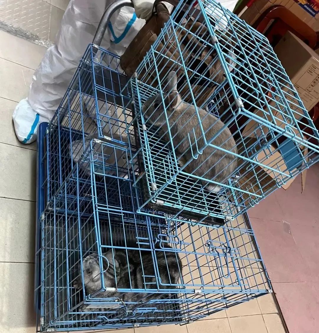 宠物方舱,宠物方舱真相在哪