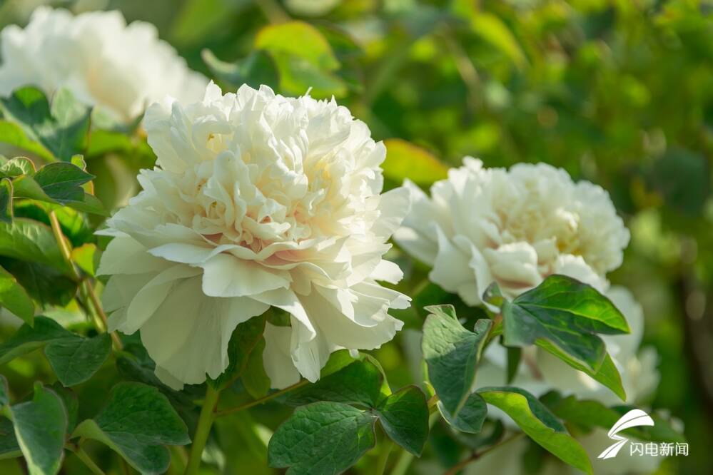 菏泽百花争艳惹人醉,菏泽最著名的牡丹花有什么