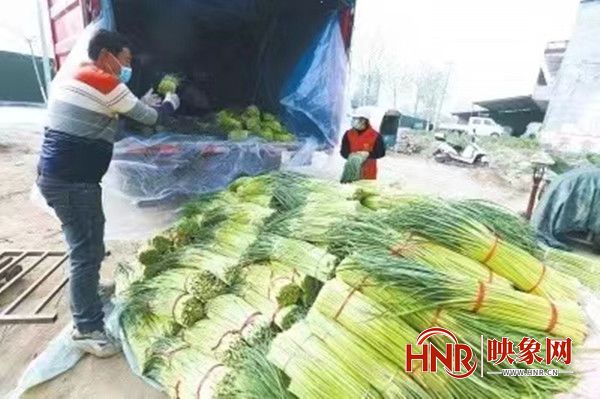 淮阳区：服务前置纾难解困20万亩蒜薹销不愁