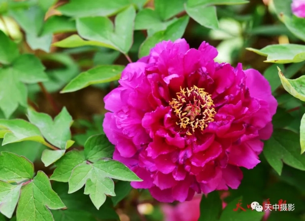 又到牡丹花开时不负光阴不负春