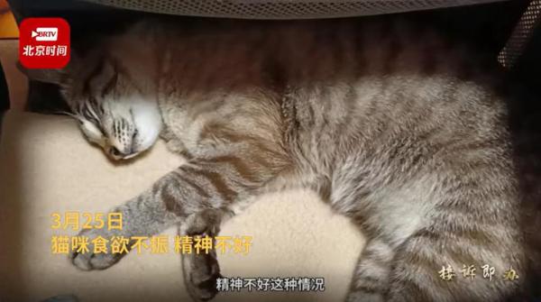 发育宝和网易严选猫粮,信元发育宝下架涉事猫粮