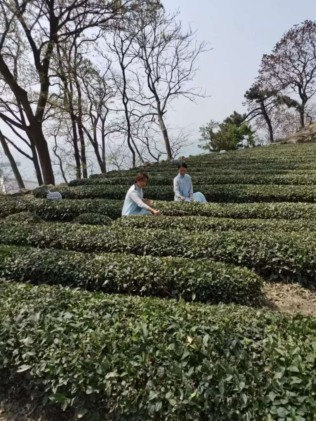 鍒涙柊璧嬭兘鏂囧寲璧嬭兘,宕傚北鑼跺彾鏂囨梾缁撳悎