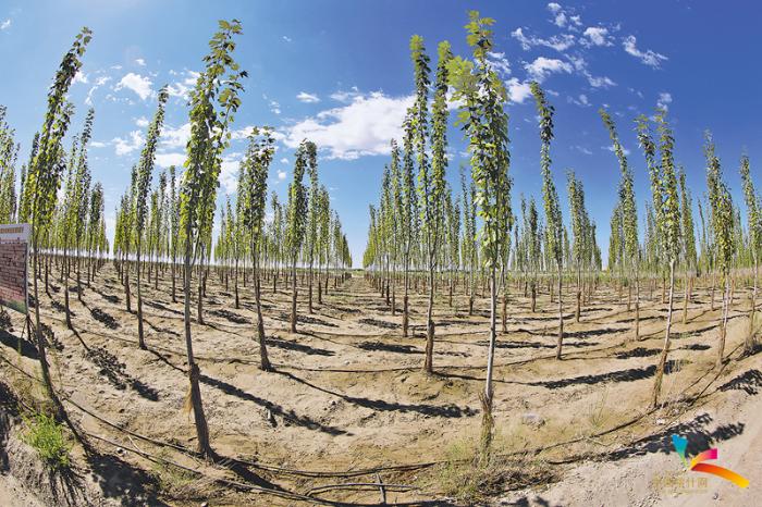 喀什近10年的生态建设,喀什生态环境现状