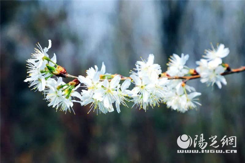 秦岭野生动物园什么时候抖音直播,西安秦岭动物园免费预约入口官网