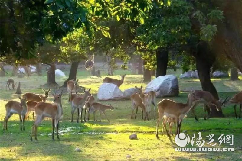 秦岭野生动物园什么时候抖音直播,西安秦岭动物园免费预约入口官网