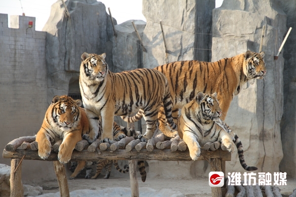 金宝乐园五一免费吗,金宝乐园五一开放吗