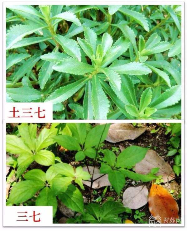 误服土三七中毒如何治疗,误食土三七对肝脏有影响吗