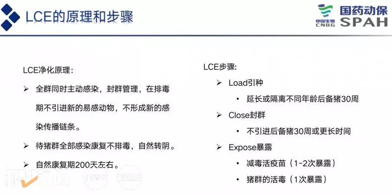 徐敏：实现安全性和免疫原性的平衡，PC株疫苗安全性极佳，可用于蓝耳病的防控和净化