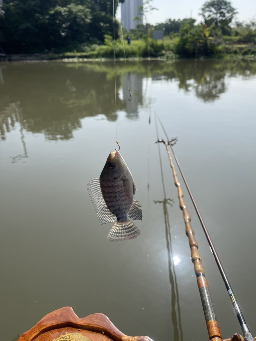 「518」小罗非垂竿自上，清道夫碳烤“美味”眼泪流