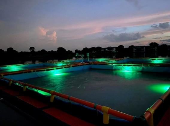 黑科技快速养淡水鱼,中国工厂化养殖加州鲈成功案例