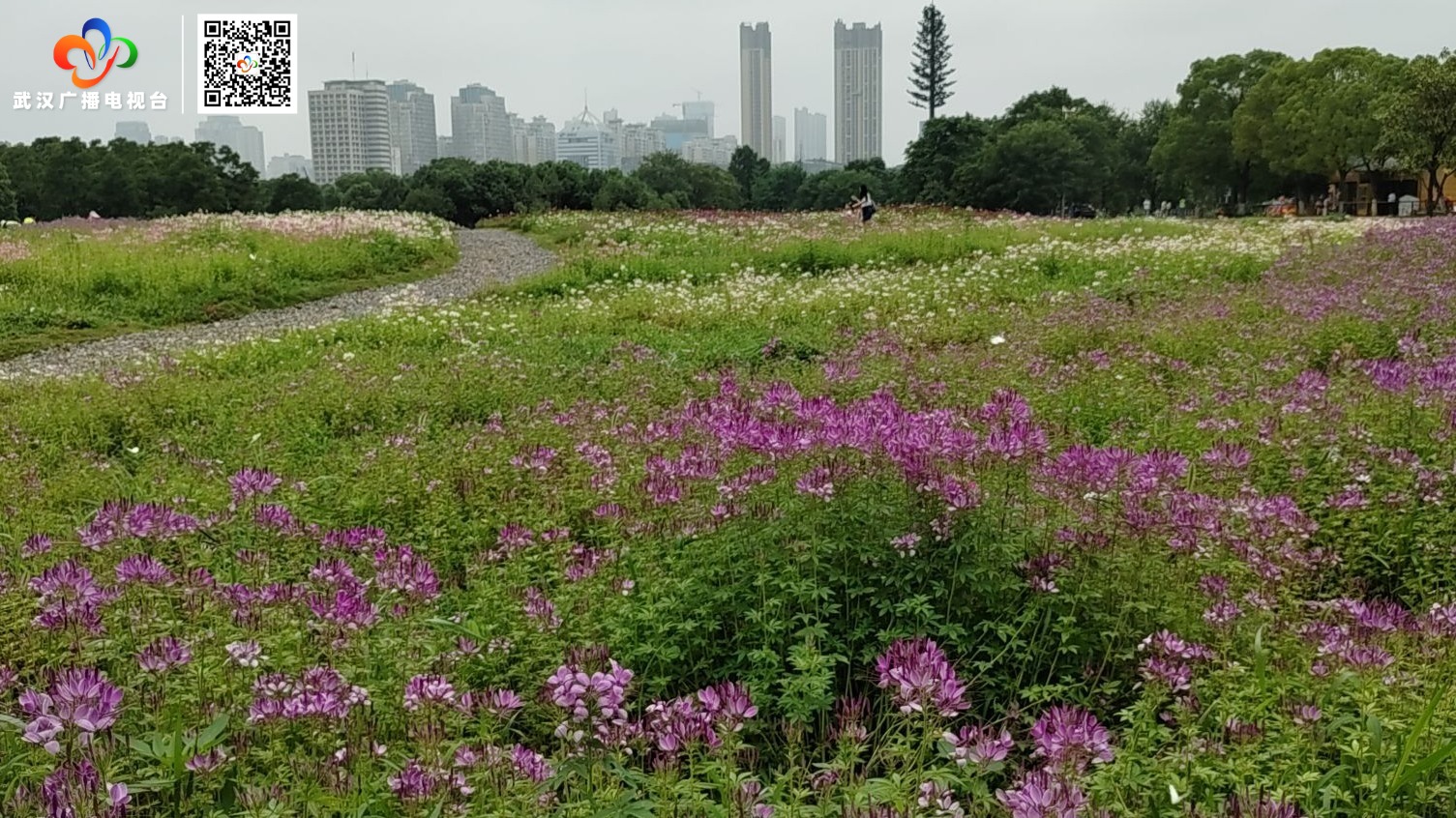 东湖马鞍山森林公园花海盛放迎客来