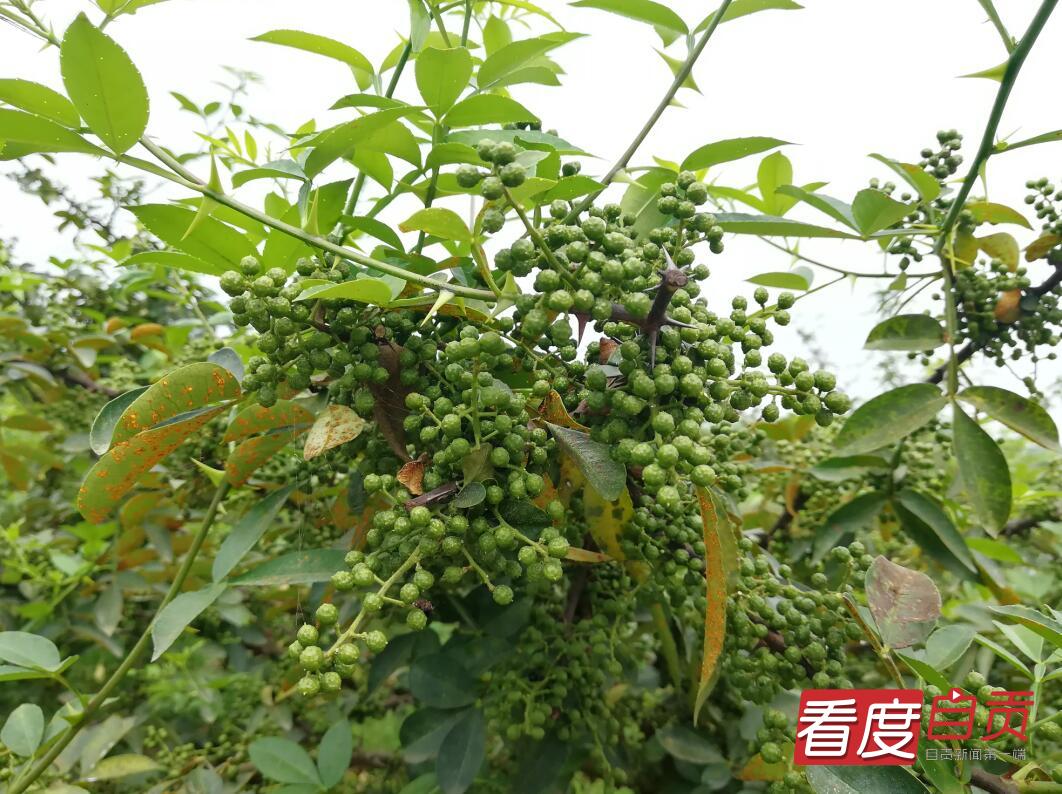 花椒采摘节助推乡村振兴,花椒产业撑起乡村振兴一片天