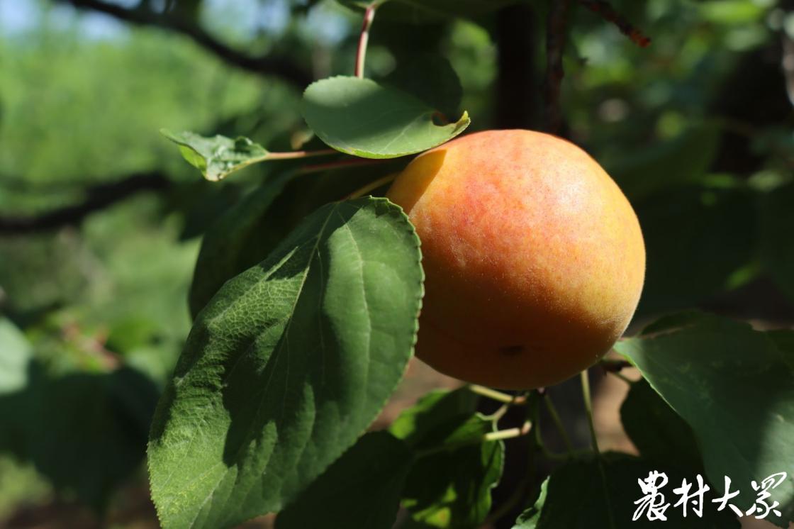 当御杏遇到艺术，价值升维果更“香”