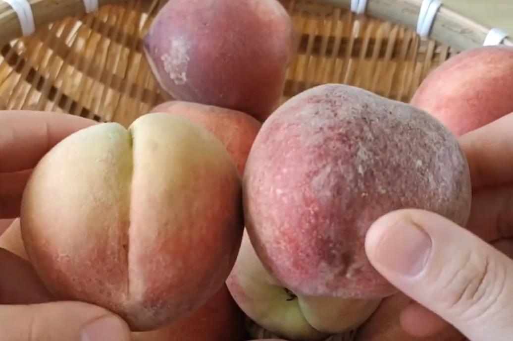 买桃子怎么样选才能让桃子不裂口,买桃子需要注意哪些