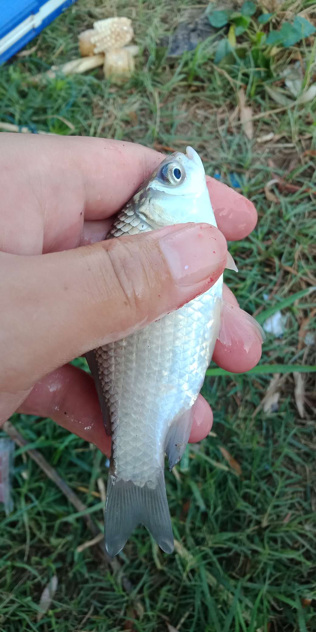 浑身亮甲如新衣，一生靓仔它美气