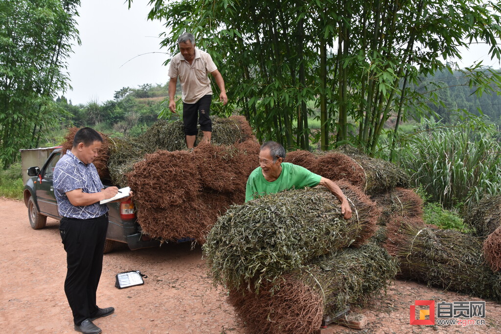 种植中药材实现乡村振兴,中医药材种植赋能乡村振兴