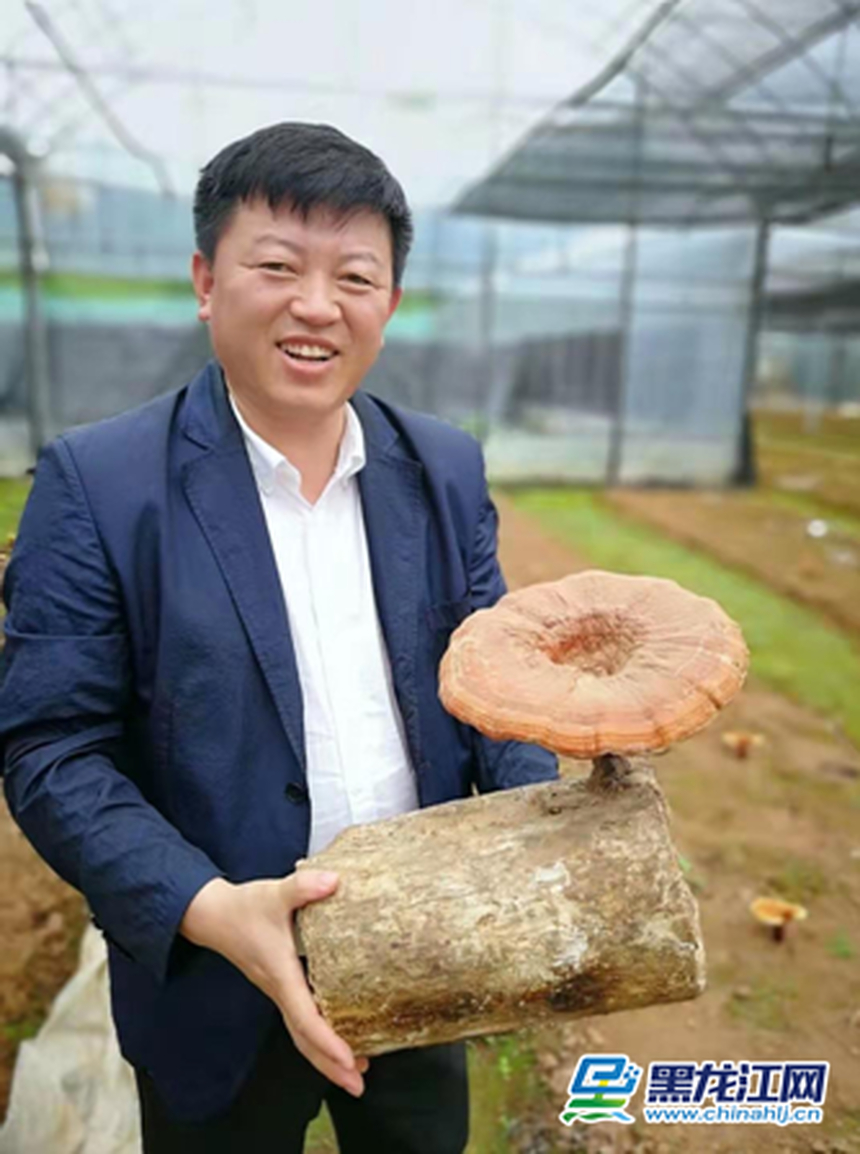 奔涌吧！龙江创客丨富裕好“钱”景祝嗣臣发展灵芝产业带动农民致富