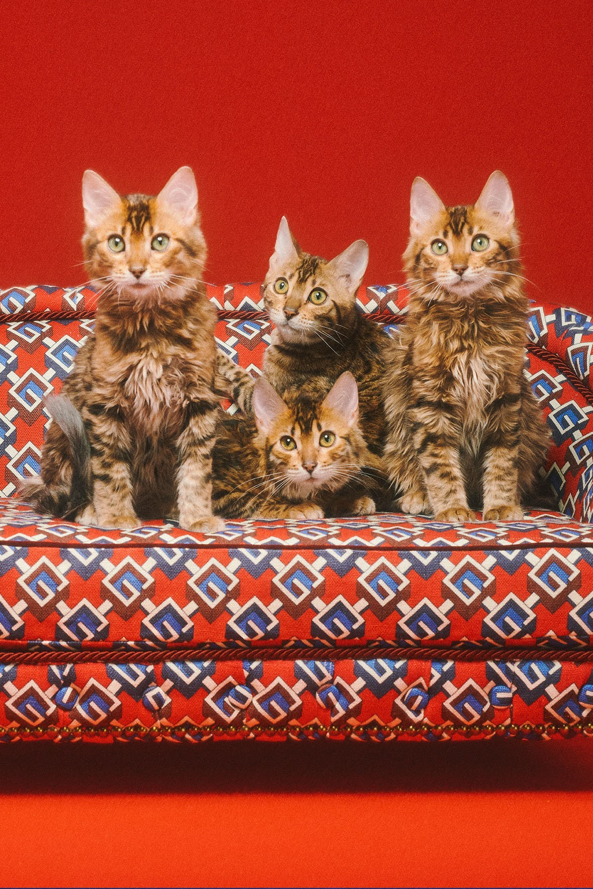 gucci狗狗系列,gucci最新款大狗