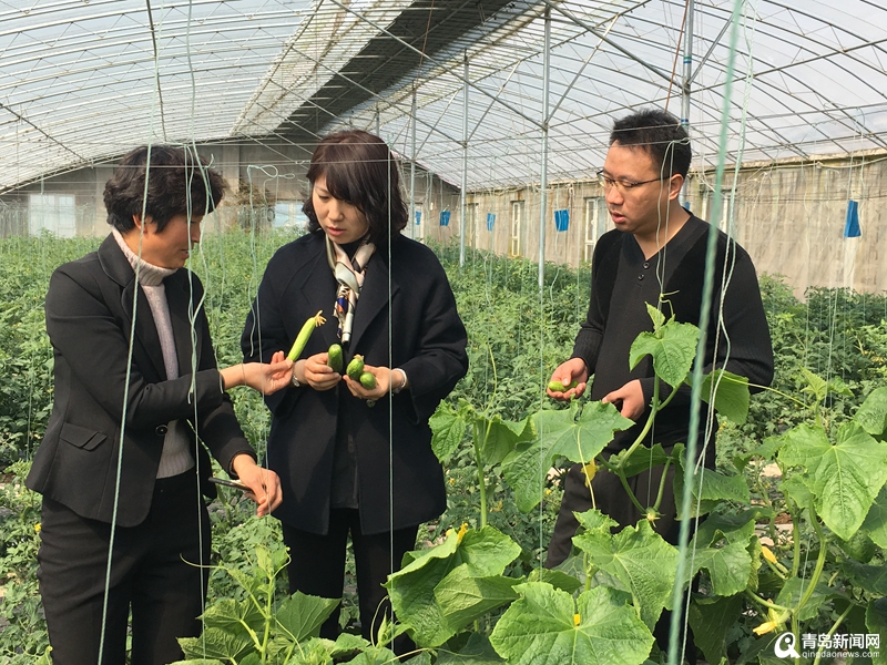 姜大姐农产品,青岛姜大姐农产品