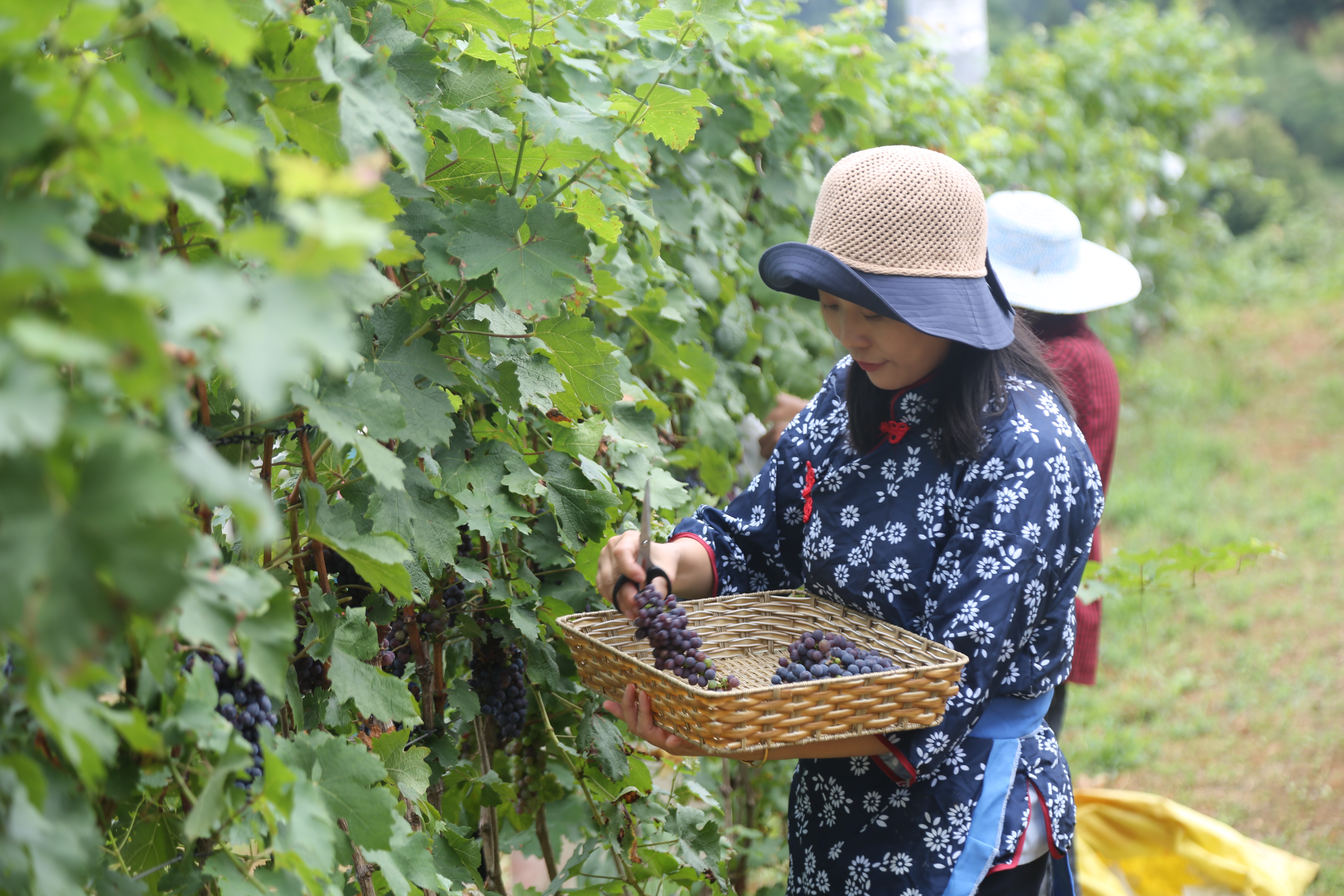 小葡萄串起村民致富梦,小葡萄为乡村振兴注入新动力