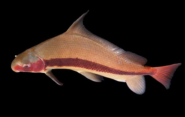 秘境之眼·人类之友日历|胭脂鱼:穿游亿万年的“亚洲美人鱼”