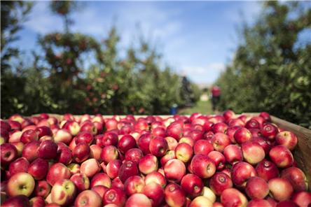 新西兰黑斯廷斯城市,新西兰黑斯廷斯怎么样