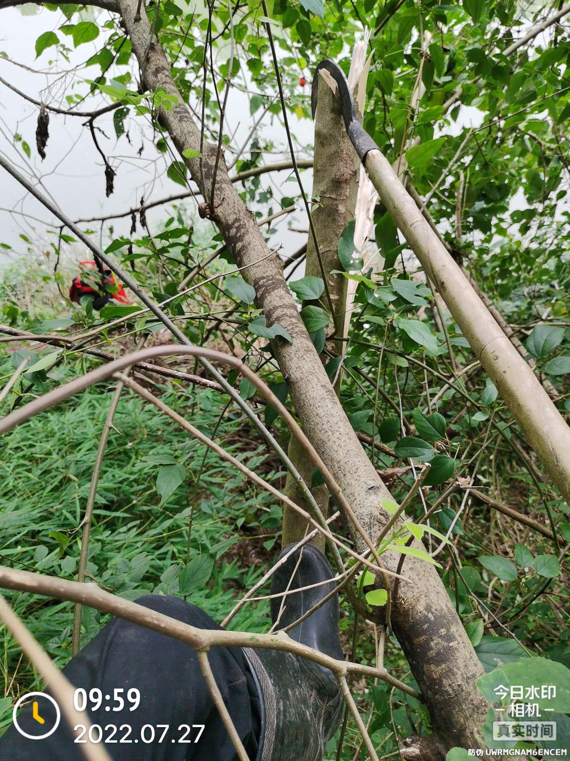 「七月鱼获」骗最憨的巨草！上最憨的洋当