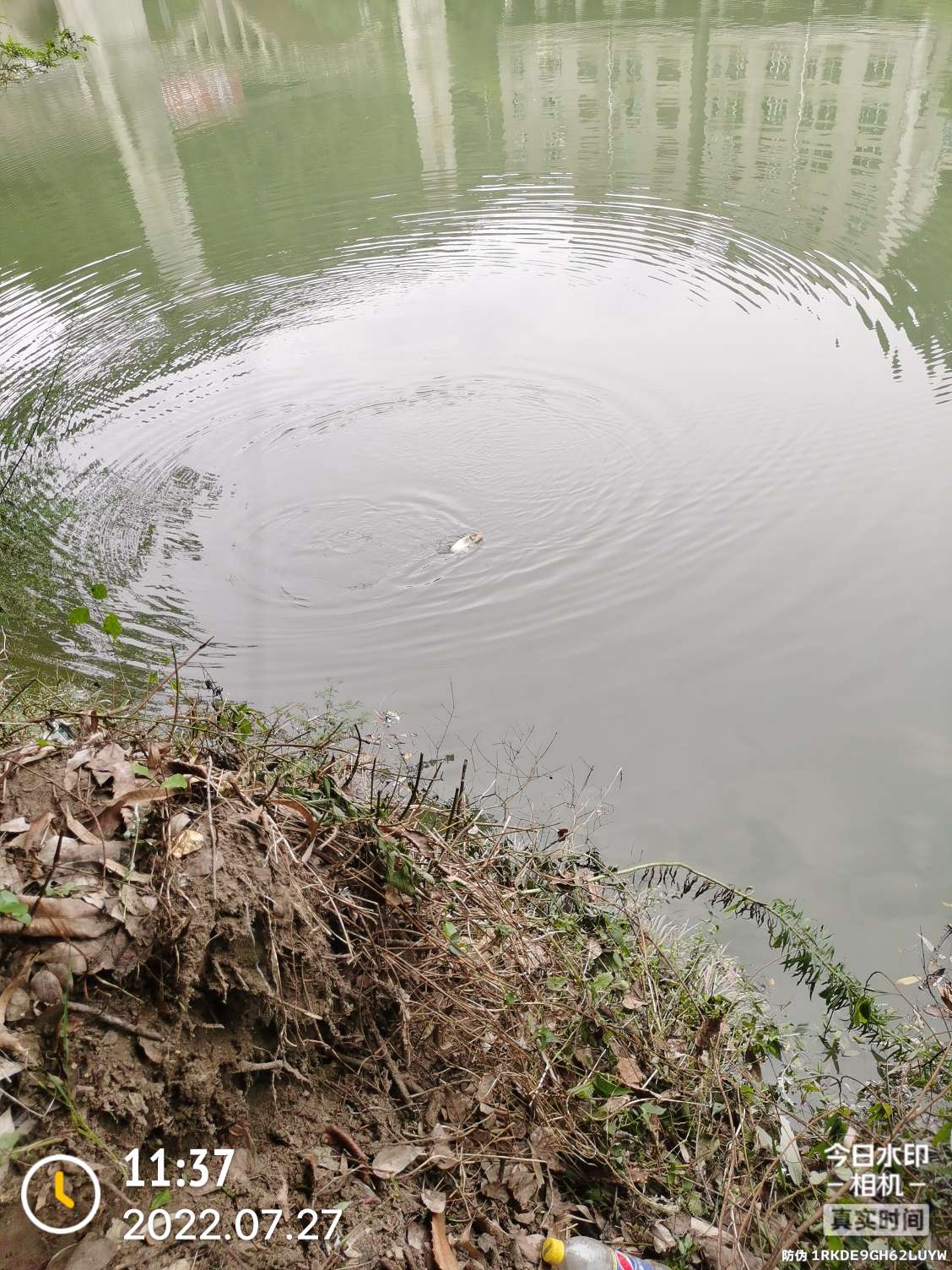 「七月鱼获」骗最憨的巨草！上最憨的洋当