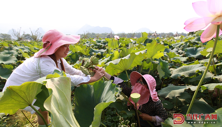 鱼藕共生优缺点,鱼藕共生生态养殖