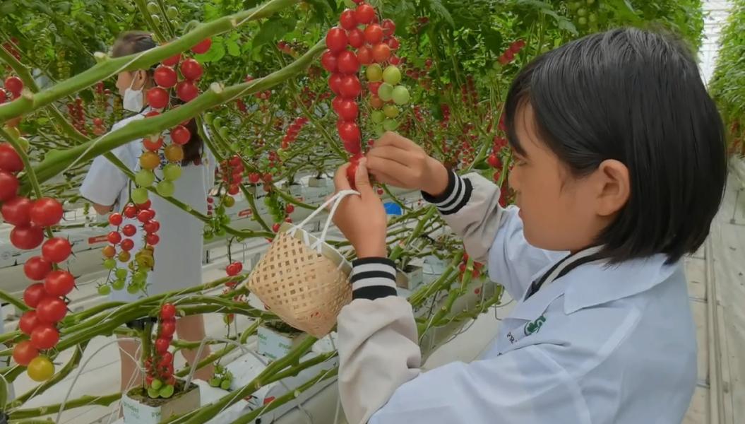 大理弥渡数字农业公园抖音团购,大理弥渡数字农业公园优惠